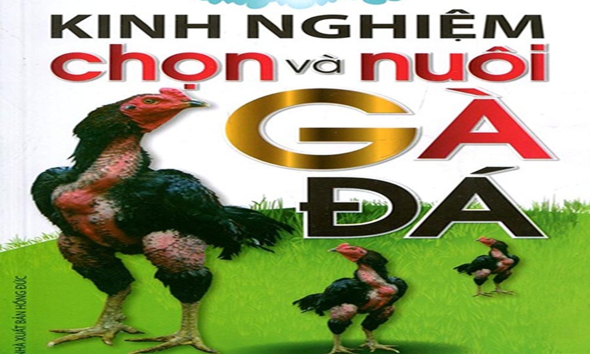 Kinh Nghiệm Chọn Nuôi Gà Đá