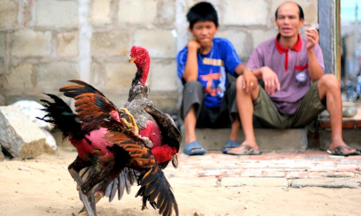 Chấp cựa trong đá gà