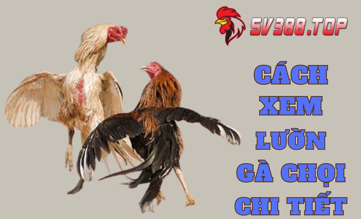 Cách xem lườn gà chọi chi tiết nhất