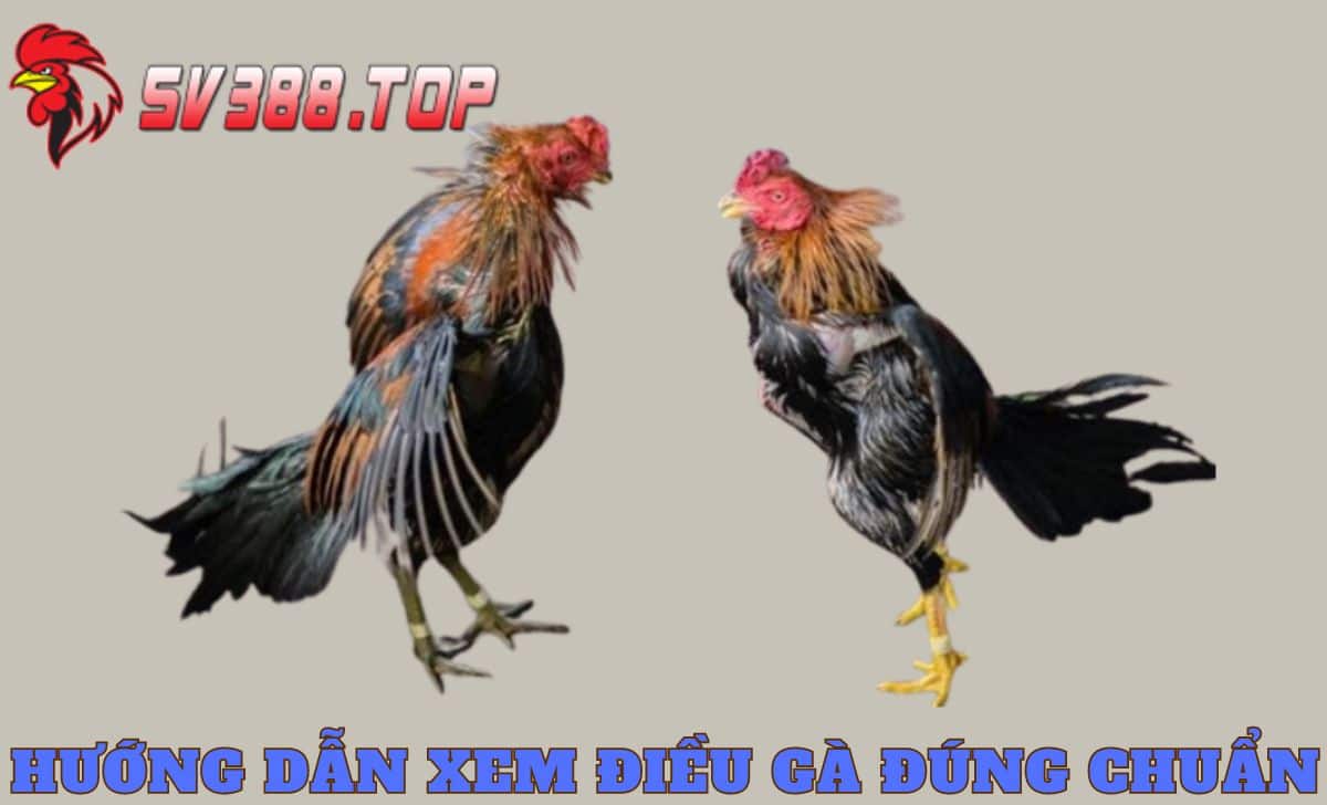 Hướng dẫn xem lườn gà đúng chuẩn