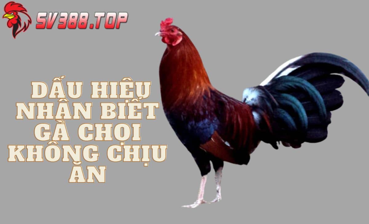 Những dấu hiệu nhận biết gà không chịu ăn