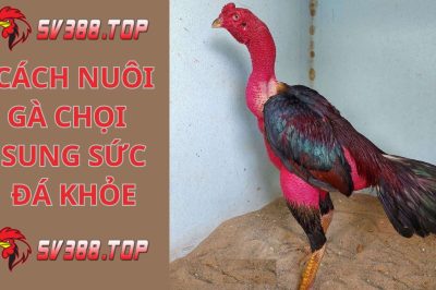 Cách nuôi gà chọi sung sức nhất trở thành chiến kê bất bại