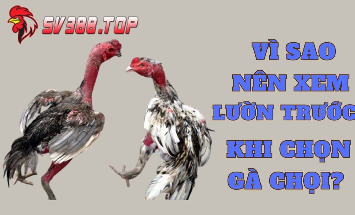 Vì sao nên xem lườn trước khi chọn gà chọi?